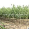 速生白蠟樹苗批發(fā)工程綠化苗木行道庭蔭樹白臘小苗規(guī)格齊全