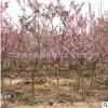 榆葉梅樹苗批發(fā) 庭院盆栽花卉 精品盆景嫁接榆葉梅苗綠化苗木