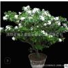 梔子花苗批發(fā)室內(nèi)花卉梔子花盆栽庭院芳香植物梔子花小苗