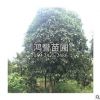 直供綠化喬木八月銀桂花樹形美觀冠幅飽滿規(guī)格齊