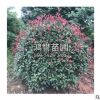 基地直供紅葉石楠 園林工程綠化 四季常青庭院綠化籬笆紅葉石楠球