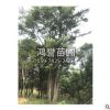 園林綠化樹苗 叢生樸樹小苗 規(guī)格全 風(fēng)景樸樹 量多從優(yōu)