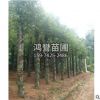 基地直銷 多種規(guī)格綠化工程 園林常綠喬木再生移植香樟