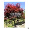 紅楓 景觀樹苗 工程綠化苗木 大量供應(yīng) 各種規(guī)格 品種齊全