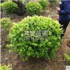 金葉 金冠女貞球綠化工程 直銷 庭院小區(qū)樹木金葉女貞樹四季常青