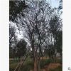 大量供應(yīng)樸樹，質(zhì)優(yōu)價(jià)廉