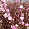 榆葉梅樹苗批發(fā) 庭院盆栽花卉 精品盆景嫁接榆葉梅綠化苗木