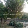 香樟樹苗批發(fā)精品造型香樟樹木 常綠植物工程綠化苗木戶外庭蔭樹