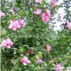 木槿樹苗批發 園林綠化苗木 庭院盆栽花卉木槿花苗 室內裝飾