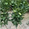 原產地批發柚子樹苗三紅柚子苗新品種三紅蜜柚樹苗正宗平和柚子苗