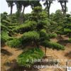 批發8cm桂花樹 移栽大桂花 金桂花苗 長沙桂花樹 樹形優美