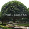 湖南求購【叢生丹桂樹 丹桂球】紅桂，樹形好，冠幅緊湊