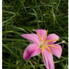 批發蔥蘭 紅花韭蘭 白花蔥蘭 苗花色鮮美 品質保證