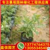供應花葉假連翹袋苗 花葉假連翹報價 綠化園林景觀苗木