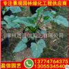春羽批發價格 春羽基地直供 園林景觀綠化工程供應商