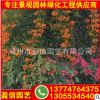 福建炮仗花價格 炮仗花產地直銷 炮仗花盆景 園林小區綠化供應