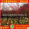 福建山櫻花移植苗 福建山櫻花容器苗 落葉喬木基地供應