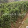 基地批發(fā)法國冬青柱 園林工程綠化苗木 行道籬笆墻四季常青冬青柱