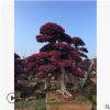 批發(fā)8-10公分紅花繼木樁、庭院景觀綠化樹造型紅花繼木樁