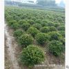 苗圃基地批發(fā)蚊母球灌木 中華蚊母球 湖南文母球