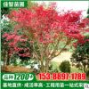 湖南苗木基地供應 紅楓樹小苗耐寒耐凍 庭院綠化 美國紅楓苗木
