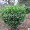 長期供應園林綠化苗木灌木球大葉梔子 工程園林綠化苗木大葉梔子