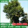 移栽香泡柚子樹 文旦 基地批發 價格實惠 胸徑10公分-20公分