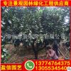 柚子樹基地批發 專業種植柚子樹 福建產地柚子樹報價