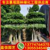 小葉榕移植苗 小葉榕盆景 各種規格供應 量大優惠
