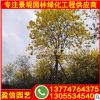 黃花風鈴木移植苗 黃花風鈴木容器苗 福建風鈴木基地直銷批發