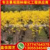 黃花風鈴木價格 黃花風鈴木批發 自有基地現貨直銷