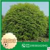 【桂花球】 批發(fā)苗木 桂花球柱 地籠桂花 規(guī)格齊全
