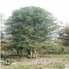 【叢生香樟】 批發(fā)苗木 叢生香樟 大樹 樹苗 規(guī)格8-20cm