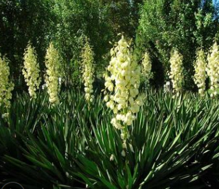 綠化苗劍麻工程用苗 直銷苗圃 四季常青耐寒耐旱易成活可盆栽價優