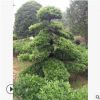優質苗木出售 造型喬木羅漢松 別墅園林觀賞植物 優價現貨供應