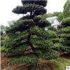 苗木基地批發羅漢松 造型多樣 規格齊全 歡迎咨詢選購羅漢松