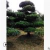 苗木直供 精品羅漢松 園林道路觀賞植物造型羅漢松 規格齊全