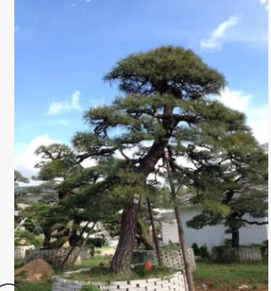 苗木基地直供造型黑松 行道綠化黑松樹 自產自銷 價格實惠