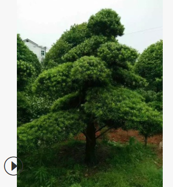 苗木直供 造型羅漢松 造型優美 庭院景觀樹 觀賞實用性高 價優
