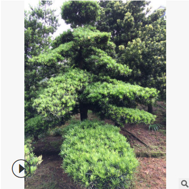 苗圃基地大量現貨供應 精品造型羅漢松 低價批發喬木羅漢松