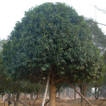 農戶直銷 農戶低價出售 自家苗圃各種規格桂花樹 八月桂 量大價優