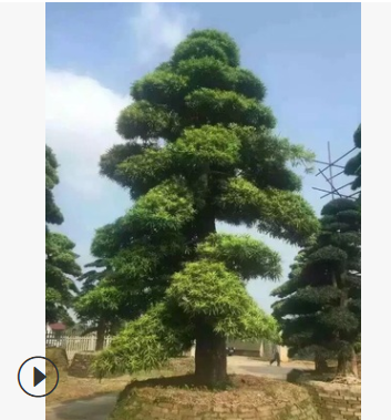 批發羅漢松 湖南精品造型羅漢松基地 綠化樹苗木 價格實惠