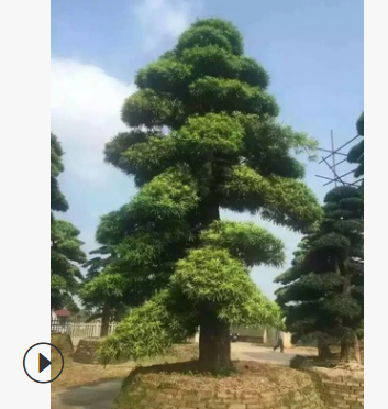 苗圃直銷 八月桂 大量優質產品 八月桂花樹 規格齊全 園林景觀樹