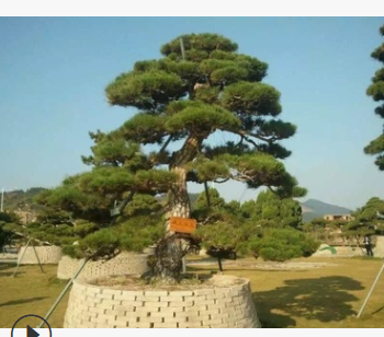 批發黑松 湖南松樹 低價特賣 樹形美觀 規格齊全 保質保量