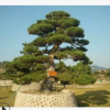 批發黑松 湖南松樹 低價特賣 樹形美觀 規格齊全 保質保量
