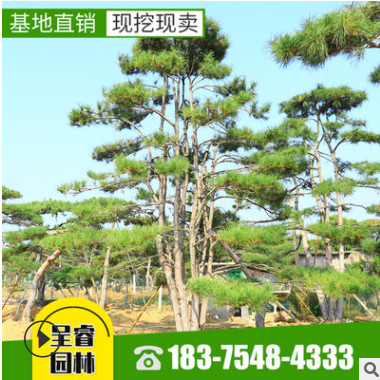 苗圃批發造型景松 室內觀景盆栽黑松樹價格優惠 造型景松