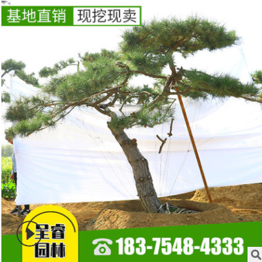 泰安呈睿園林現挖現賣造型景觀松 黑松 油松 赤松等 各種造型松