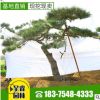泰安呈睿園林現挖現賣造型景觀松 黑松 油松 赤松等 各種造型松