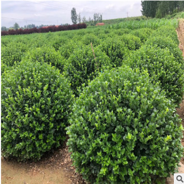 廠家直銷 低價出售 扶芳藤球 枝葉圓滿顏色鮮亮 扶芳藤球