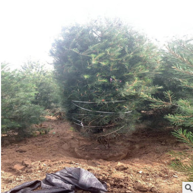 廠家直銷 低價出售 白皮松又名白骨松 四季常青 白皮松